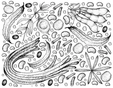 Vegetable, Illustration Background Pattern of Hand Drawn Sketch Fresh Podded Stock Illustration