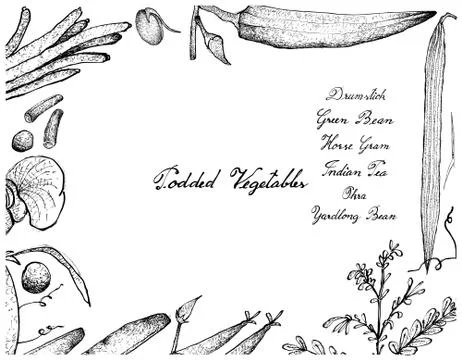 Vegetable, Illustration Frame of Hand Drawn Sketch Fresh Podded Vegetables Is Stock Illustration