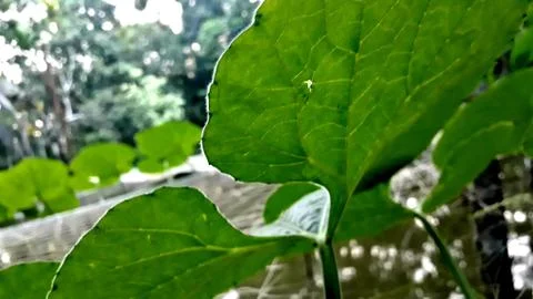 Vegetable Image Foto stock