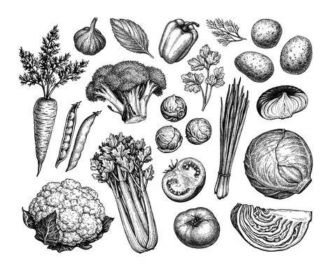 Vegetable ink sketches set. Stock Illustration