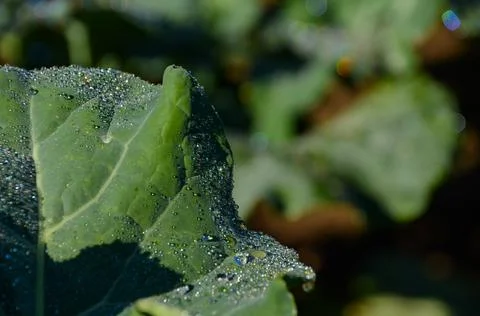 Vegetable leaf with dew at dawn Stock Photos