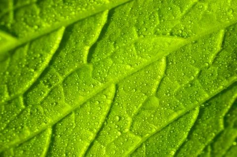 Vegetable leaf Stock Photos