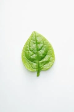 Vegetable leaf Stock Photos