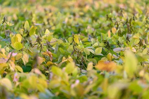 Vegetable leaf textures, Green and yellow leaf background, Soft leafy pattern wi 写真素材