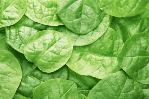 Vegetable leaves Stock Photos