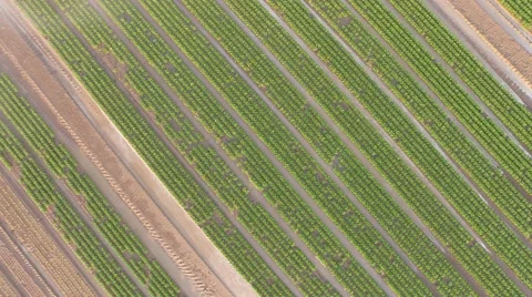 Vegetable in lines on a field in germany Stock Footage 52962305