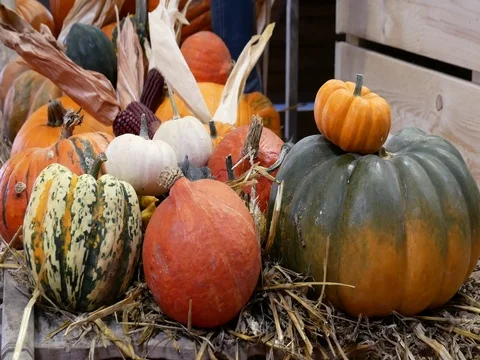 Vegetable Market - lots of various pumpkins. 库存影片 81145557