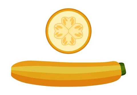 Vegetable marrow  and vegetable marrow slices. Vector graphics on a white bac Stock Illustration