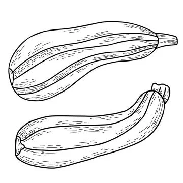 Vegetable marrow. Beautiful oblong fruit striped zucchini. Vector illustration Ilustración de archivo