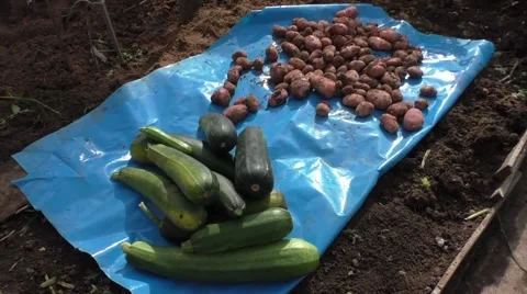 Vegetable marrows and potato Video stock 54930638