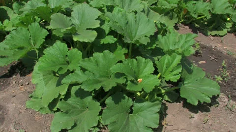 Vegetable marrows on a kitchen garden. Stock Footage 27131876