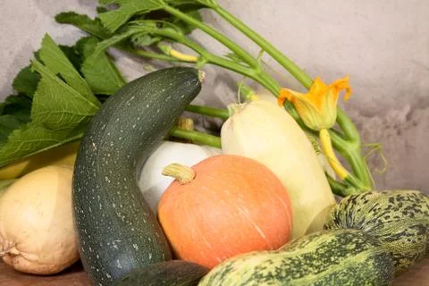 Vegetable marrows  pumpkins with flower and green leaves Stock Photos