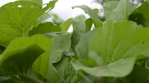 Vegetable mustard Stock Footage 228880405