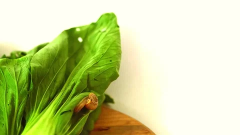 Vegetable mustard Stock Footage 290079203