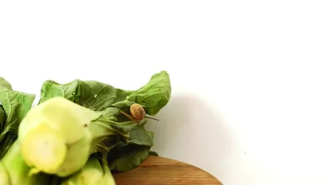 Vegetable mustard Video stock 290079259