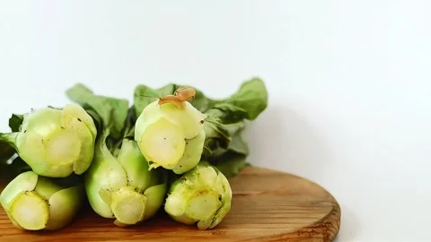 Vegetable mustard Video stock 290079268