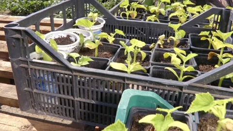Vegetable nursery Stock Footage 171580374