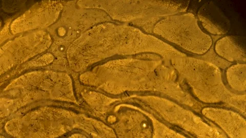 Vegetable oil creates patterns in boiling water Stock Footage 303264374