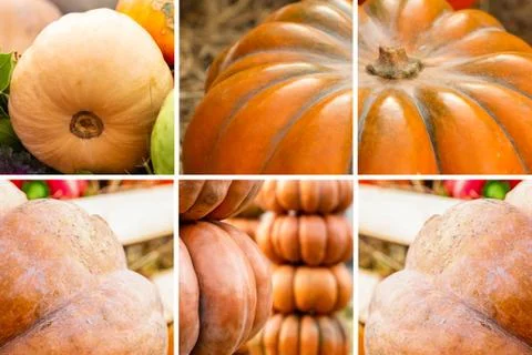 Vegetable orange design, pattern pumpkin ribbed autumn harvest set Stock Photos