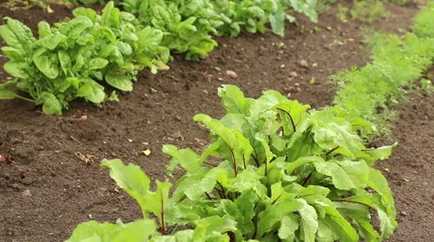 Vegetable organic garden in spring video footage Stock Footage 53860965