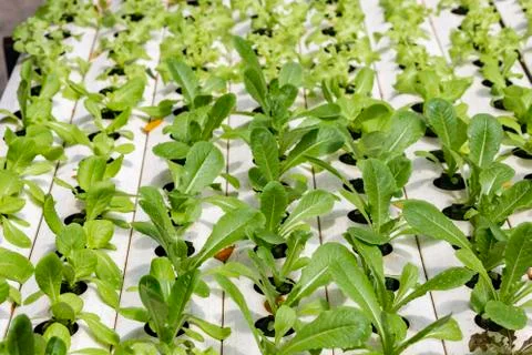 Vegetable organic hydroponic Stock Photos