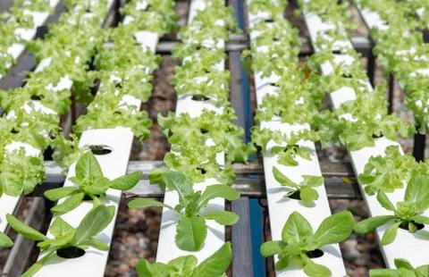 Vegetable organic hydroponic Stock Photos