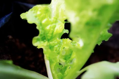 Vegetable organic of young. Stock Photos