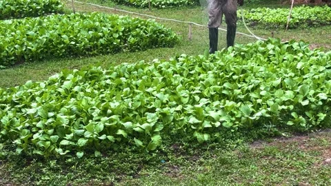 Vegetable patch being gently watered Stock Footage 320862380