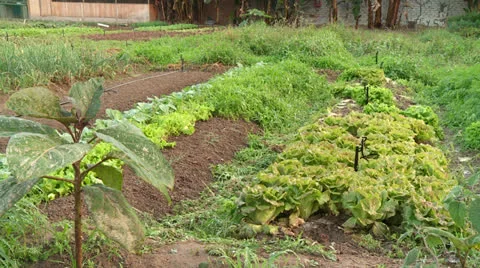 Vegetable patch Video stock 24684413