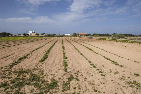 Vegetable patch, Formentera, Pitiusas Islands, Balearic Community, Spain Stock Photos