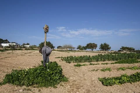 Vegetable patch, Formentera, Pitiusas Islands, Balearic Community, Spain Stock Photos