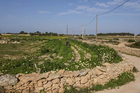 Vegetable patch, Formentera, Pitiusas Islands, Balearic Community, Spain Stock Photos