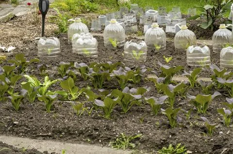 Vegetable patch, lettuce plants with protective covers against snails Fotos de archivo