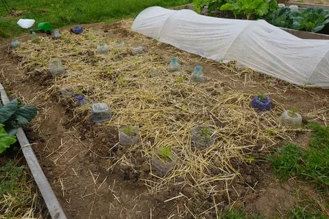 Vegetable patch mulching with straw and diy plastic bottle cloches Stock Photos