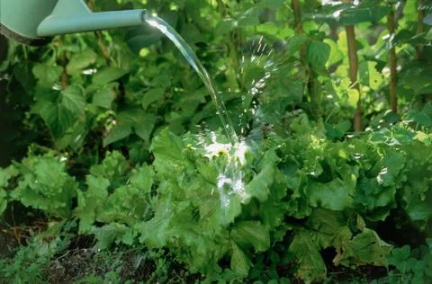 Vegetable patch Fotos de archivo