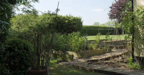 Vegetable patch. Raspberry canes. Light wind. Video stock 153529949