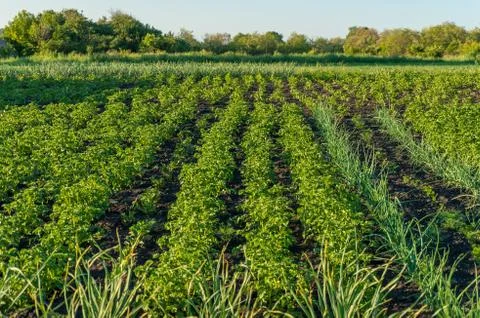 Vegetable patch with rows of growing potato plants and shallots Stock Photos