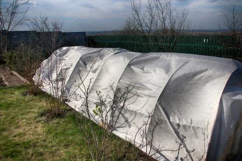 Vegetable patch with seedlings covered with spunbond against ground frost i.. Stock Photos