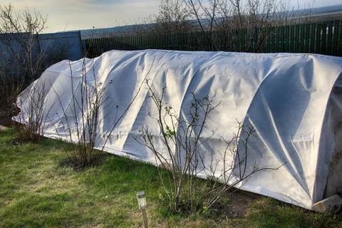 Vegetable patch with seedlings covered with spunbond against ground frost i.. Stock Photos