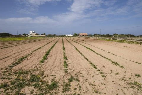 Vegetable patch vegetable patch, Formentera, Pitiusas Islands, Balearic Co... Stock Photos
