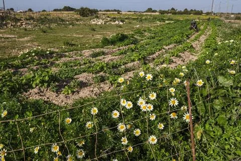 Vegetable patch vegetable patch, Formentera, Pitiusas Islands, Balearic Co... Stock Photos