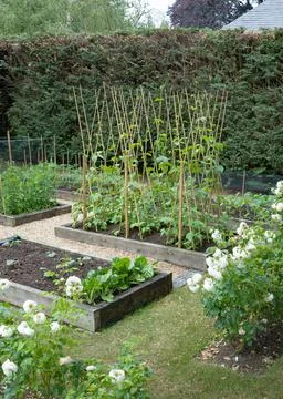 Vegetable patch, vegetables growing in a UK garden Stock Photos