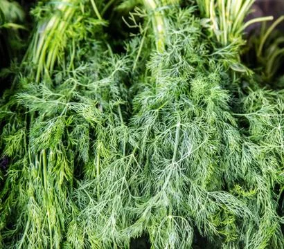 Vegetable Pattern Background parsley dill bunch Stock Photos