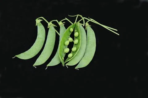 Vegetable Pea Pods. Stock Photos