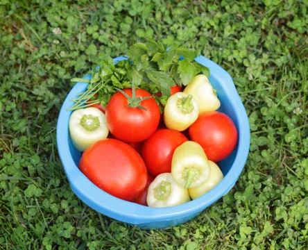 Vegetable Fotos Stock