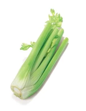 Vegetable Stock Photos