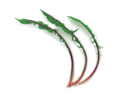 Vegetable Fotos Stock