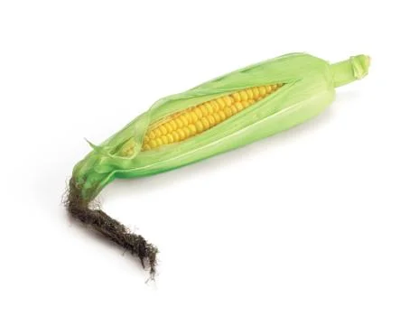 Vegetable Stock Photos