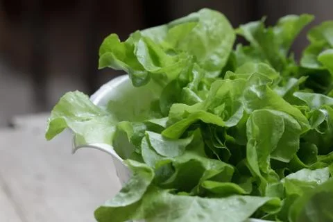 Vegetable Stock Photos