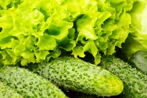 Vegetable Stock Photos